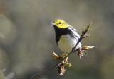 Black throad green Warbler
