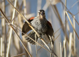 Red winged Blackbird female
