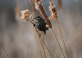 Red winged Blackbird female