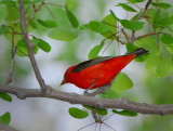 Scarlet Tanager