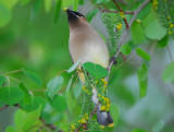 Cedar Waxwing