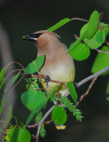 Cedar Waxwing