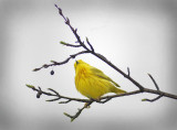 Yellow Warbler