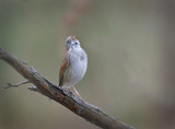 Song Sparrow