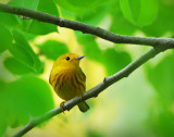 Yellow Warbler