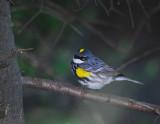 Yellow rumped Warbler