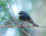 Yellow rumped Warbler