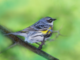 Yellow rumped Warbler
