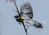 Yellow rumped Warbler