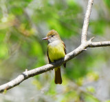western kingbird