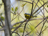 Magnolia Warbler