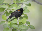 Red winged Blackbird