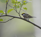 Chestnut sided Warbler
