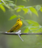 Yellow Warbler