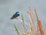Tree Swallow