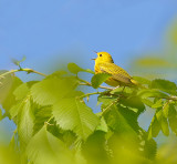 Yellow Warbler