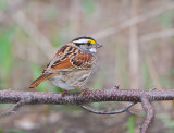 Yellow crowned Sparrow