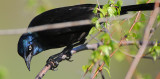 White eyed Raven