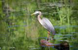 Great Blue Heron
