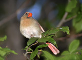Northern Cardinal