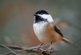 Black Capped Chickadee