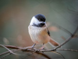 Black Capped Chickadee
