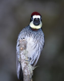 Acorn Woodpecker