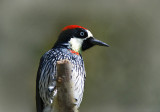 Acorn Woodpecker