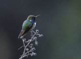 Hummingbird