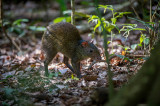 An Agouti