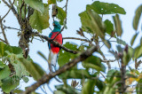 Respendent Quetzal