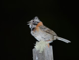 Rufous Collared Sparrow