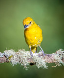 flame colored Tanager