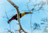 Chestnut-mandibled Toucan