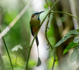 Blue-crowned Motmot