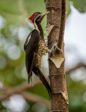 Lineated Woodpecker