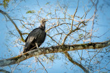 Black Vulture
