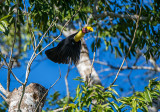 Chestnut-mandibled Toucan in flight