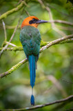 Rufous Motmot