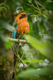 Rufous Motmot