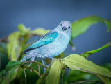 Blue-gray Tanager