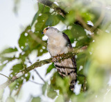 Pearl Kite