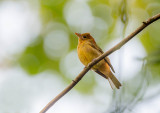 Flycatcher
