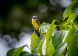 White-ringed Flycatcher