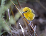 flame colored Tanager