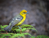 flame colored Tanager male