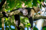 Capuchi Monkey