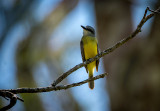 White Ringed Flycatcher