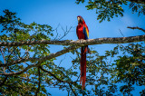 Scarlet Macaw