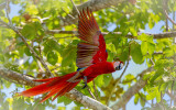 Scarlet Macaw